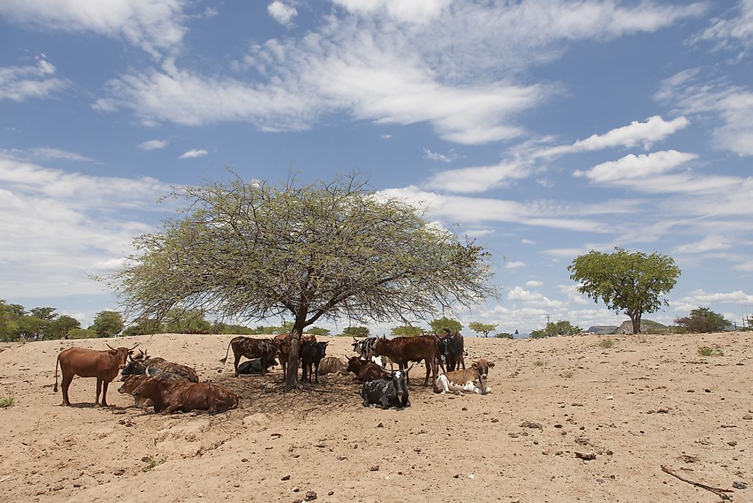 Cattle in Namibia. 