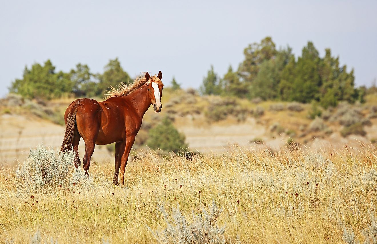 Wild Mustangs are descendants of domesticated horses that escaped from early New World settlers.