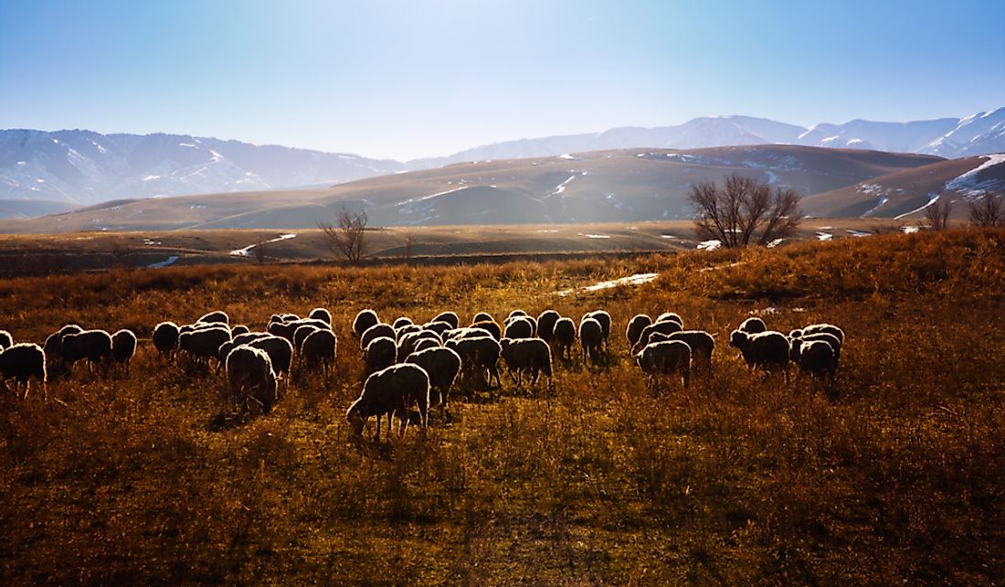 Flock of sheep grazing in the Tien Shan mountains, Kazakhstan.