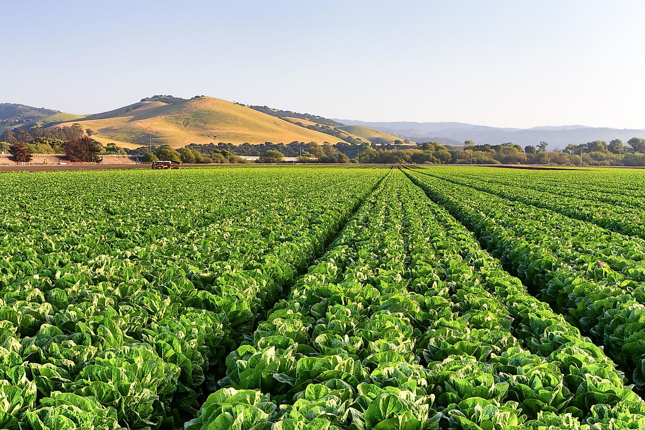 A field of lettuce in the Salinas Valley. 