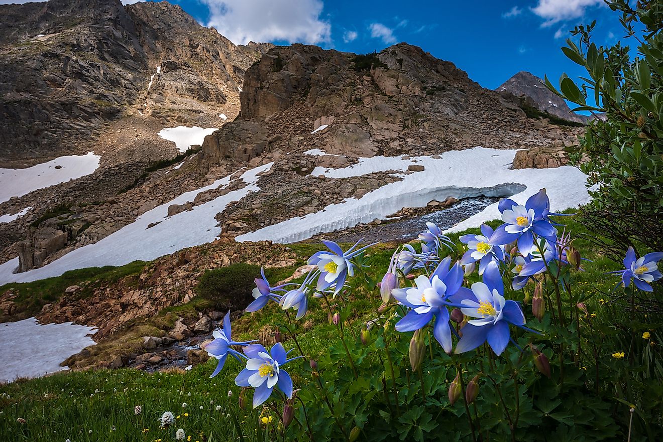 The Rocky Mountain columbine, the state flower of Colorado. Image credit: Kris Wiktor/Shutterstock.com