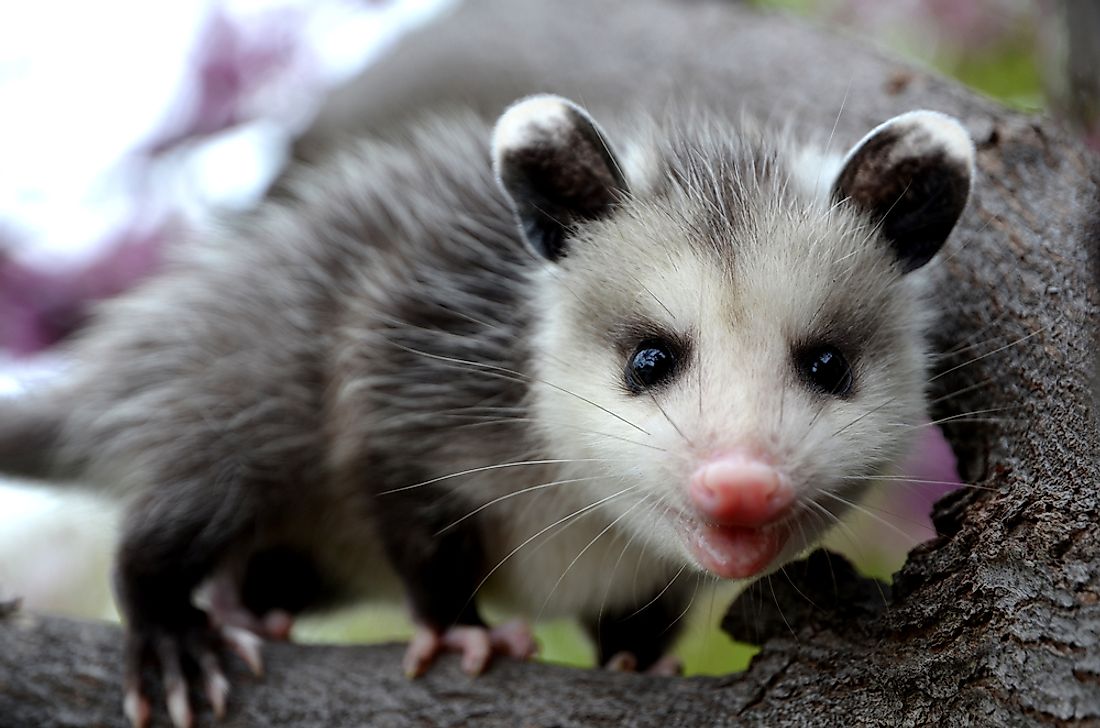 Baby opossum in a tree.