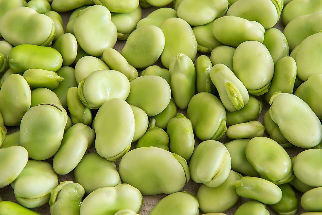 Lima beans are highly lethal if not properly prepared. 