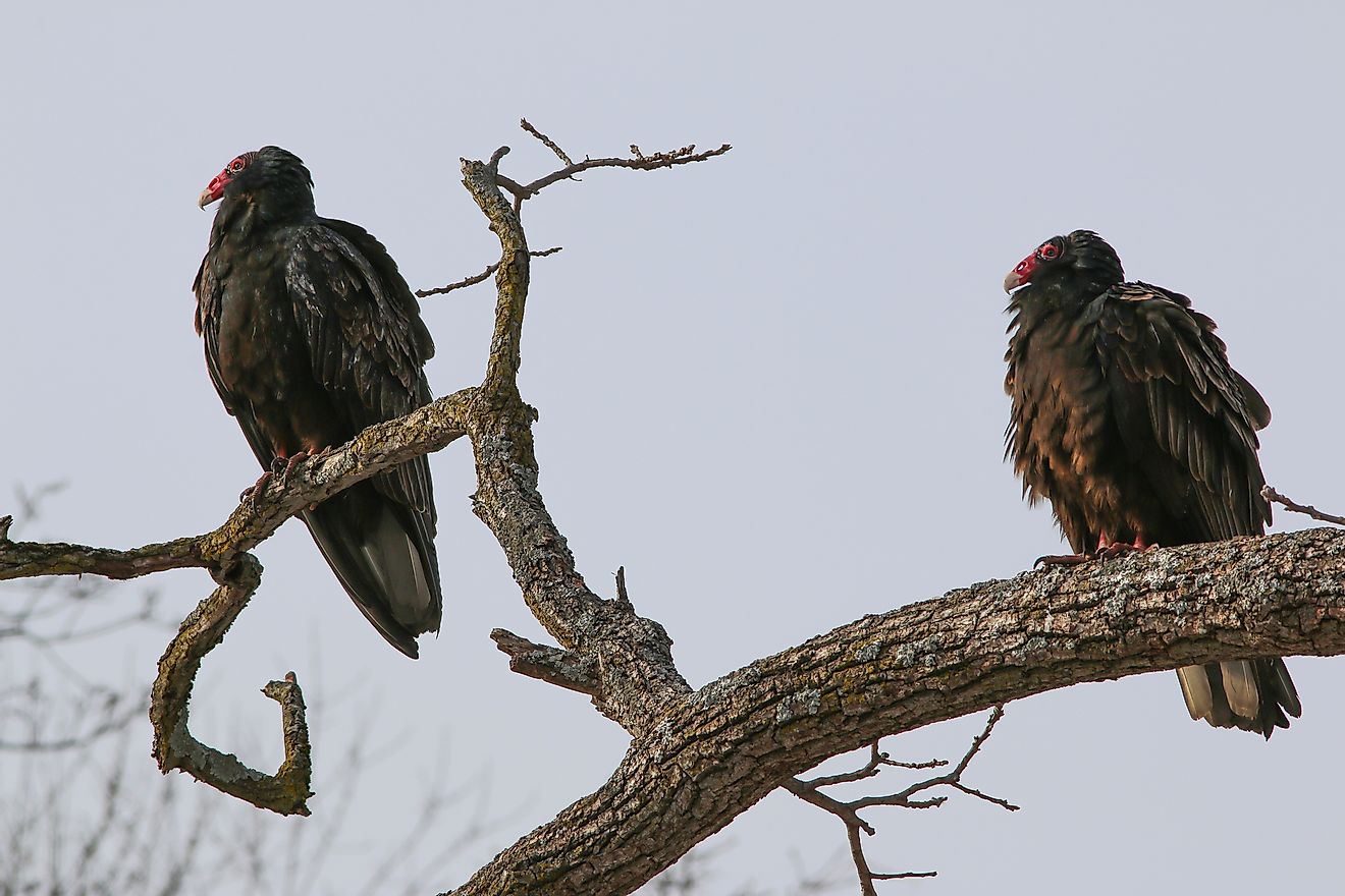 Vultures are seen resting on a tree branch. 
