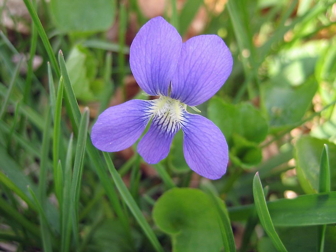 The wood violet, the state flower of Wisconsin. 
