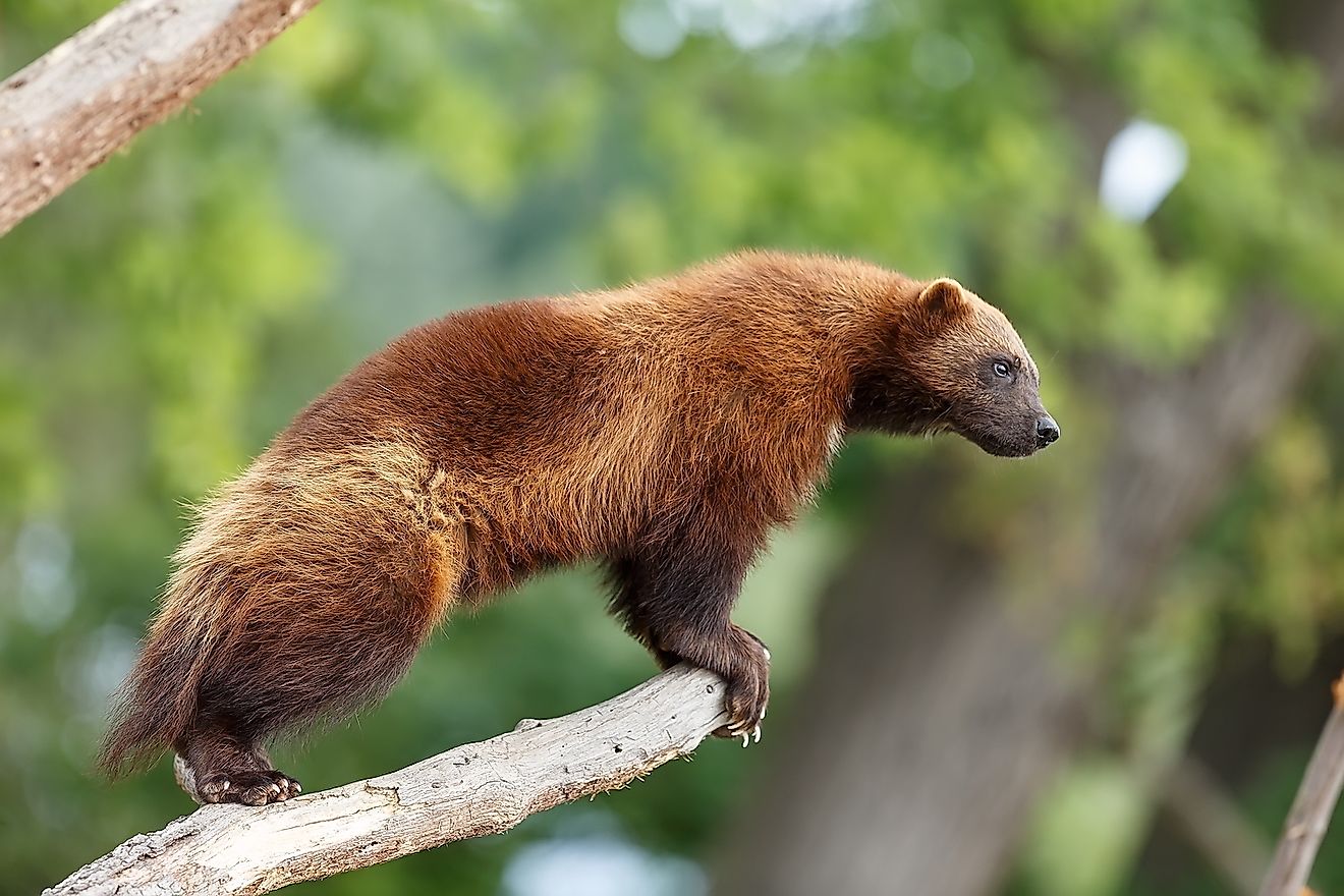 Wolverine looking out for prey. Image credit: Michal Ninger/Shutterstock.com