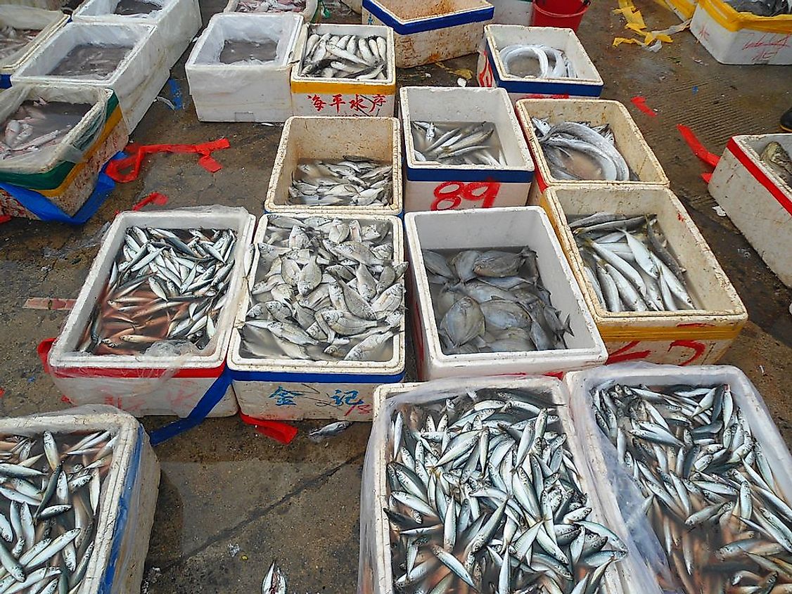 A wholesale fish market in Haikou, China
