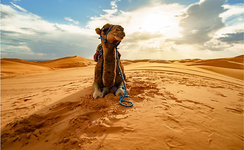 A dromedary camel in the Sahara Desert.