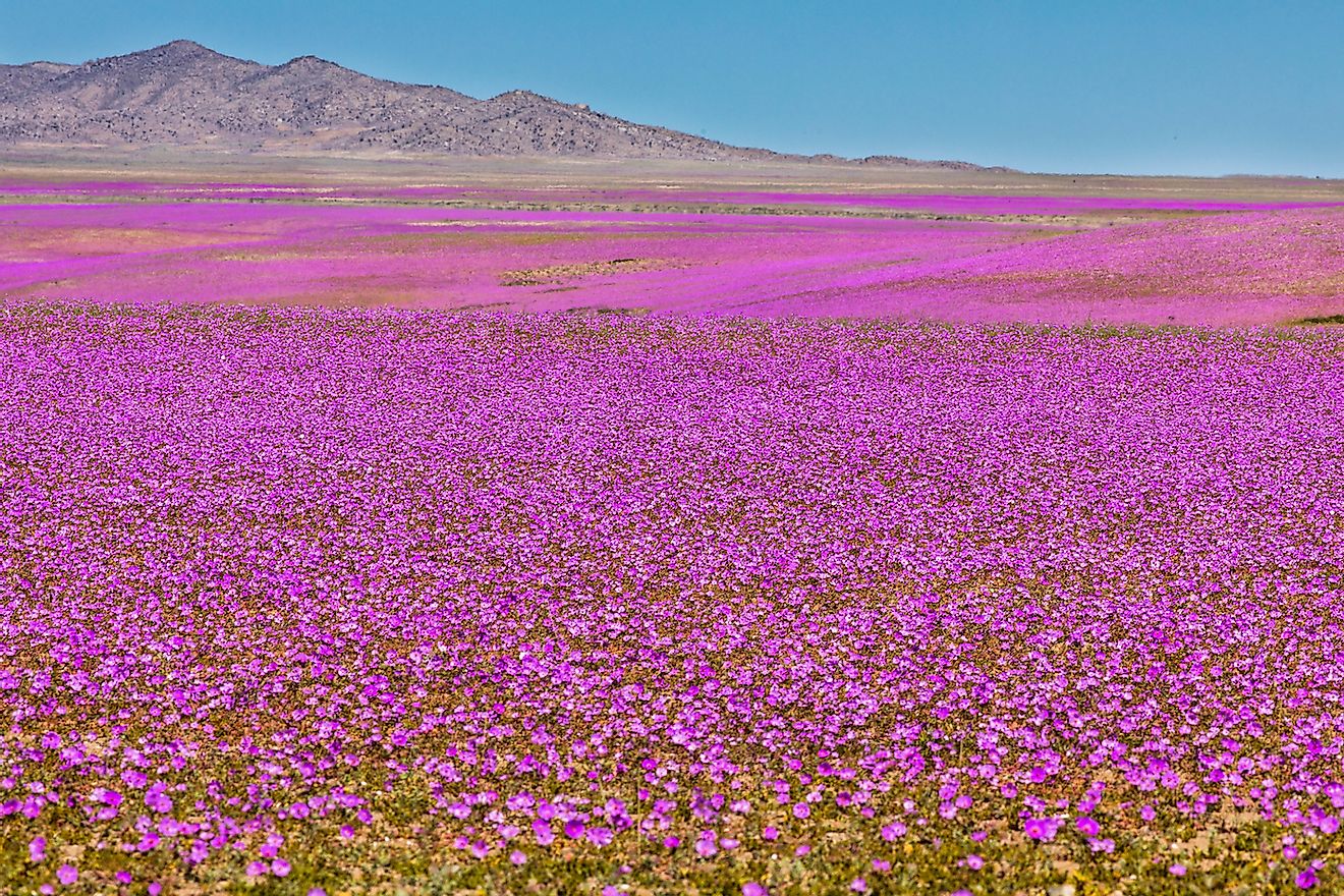 From time to time rain comes to Atacama Desert, when that happens thousands of flowers grow along the desert from seeds that are from hundreds of years ago. Image credit: Abriendomundo/Shutterstock.com