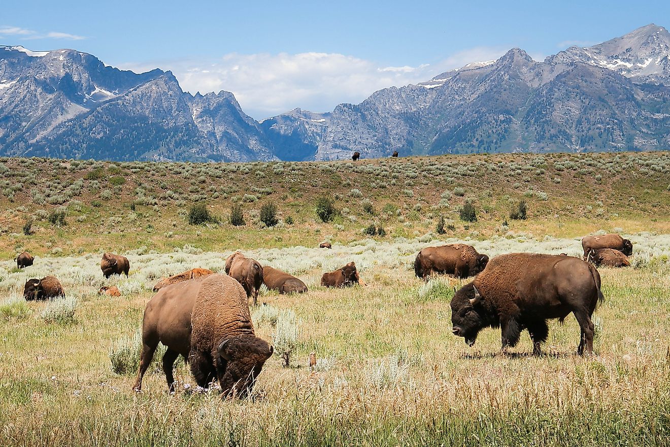 A herd of bison grazing in Yellowstone. Image credit: Theron Stripling III/Shutterstock.com
