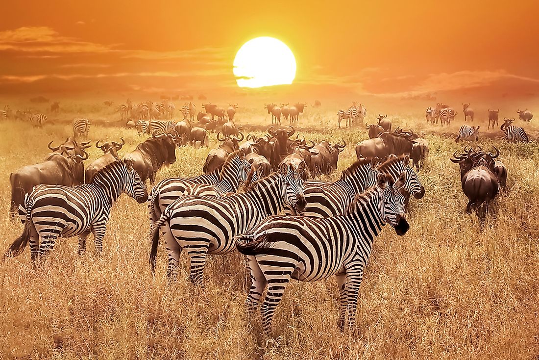 Zebras in the Serengeti. 