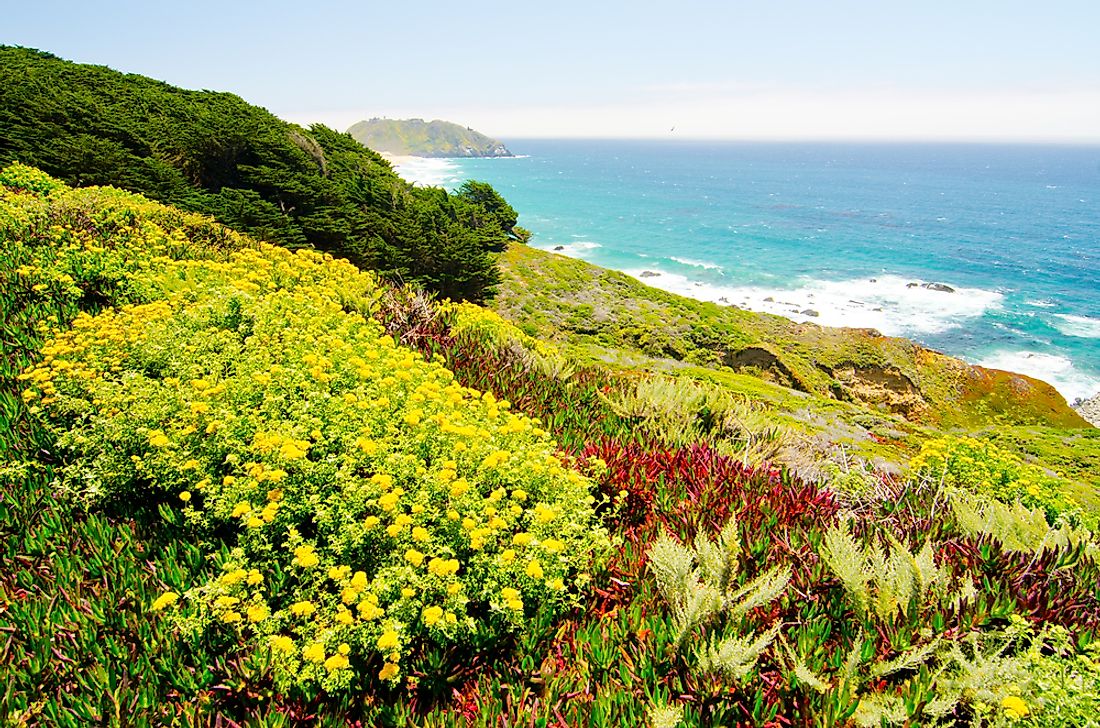 The California Floristic Province is home to over 2,000 endemic plant species. 