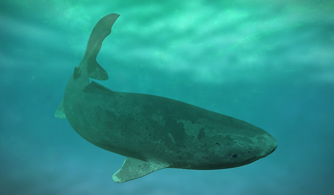 The Greenland shark lives in the icy waters of the Arctic Ocean.