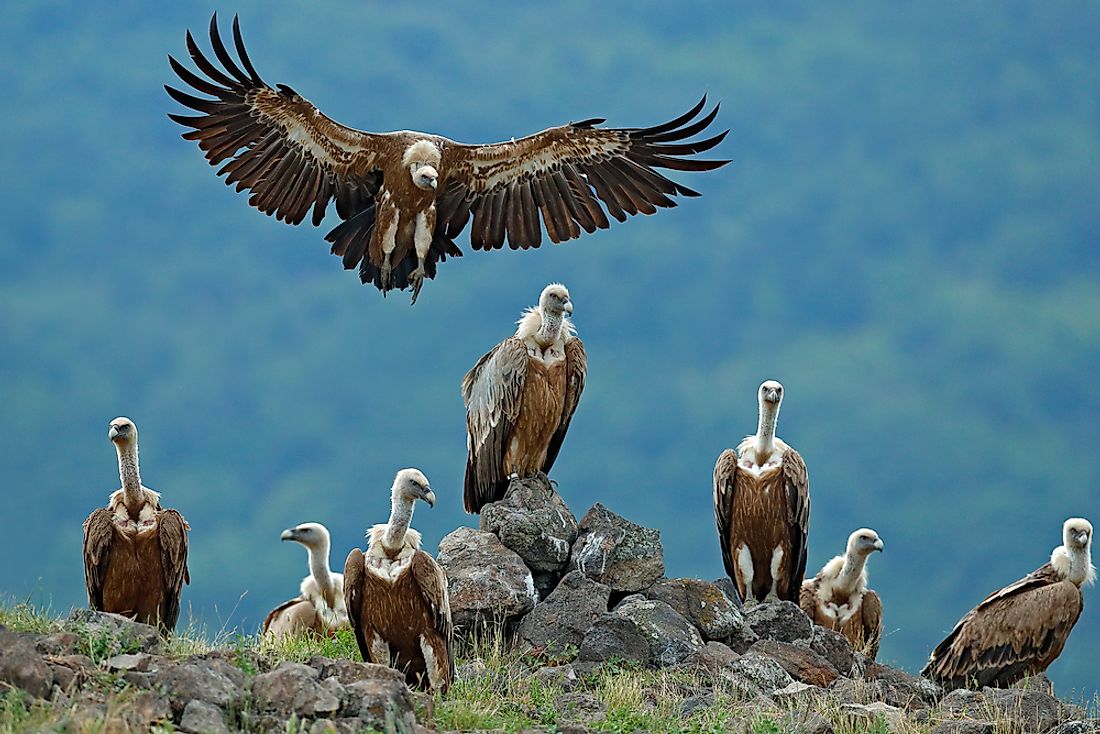 A group of vultures are called a "kettle".