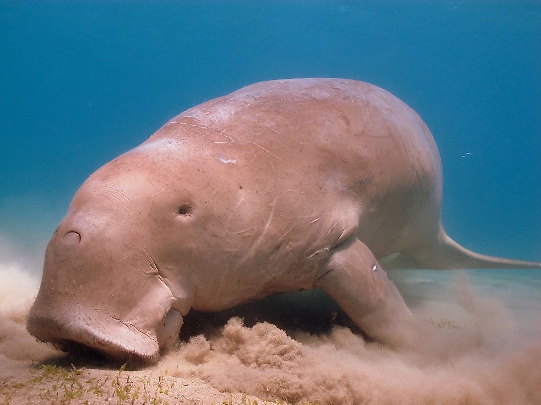A dugong feeding on seagrass. 