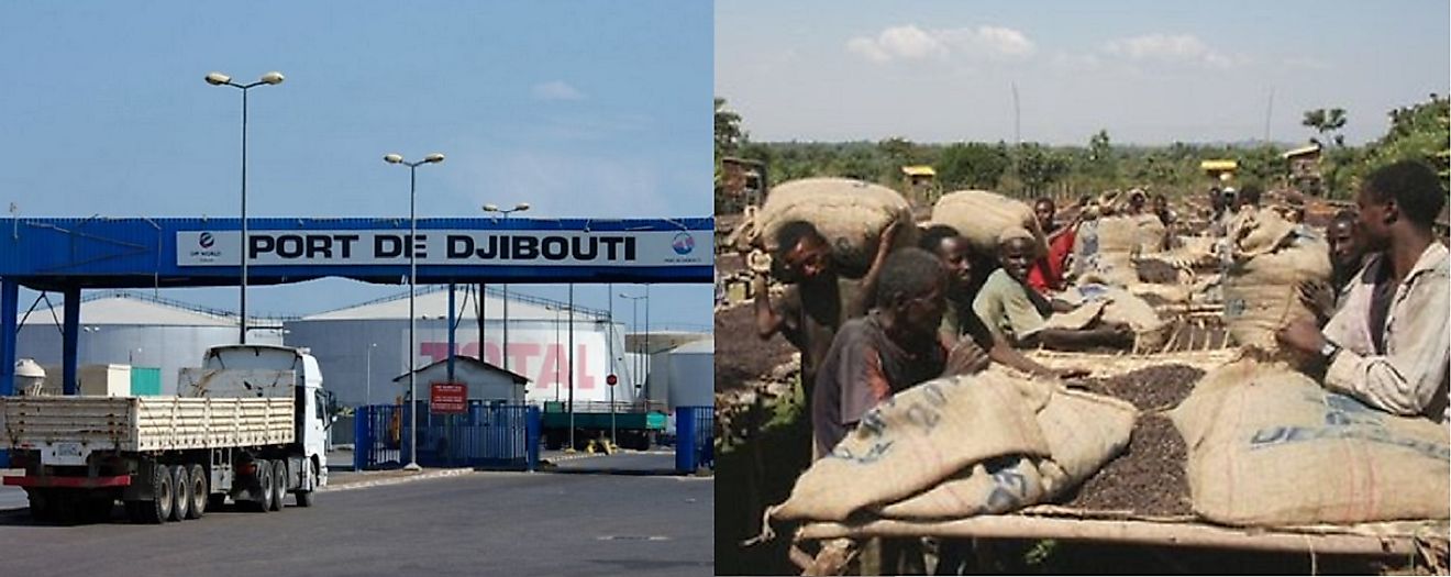 Coffee beans are a vital component of Djibouti's export sector.