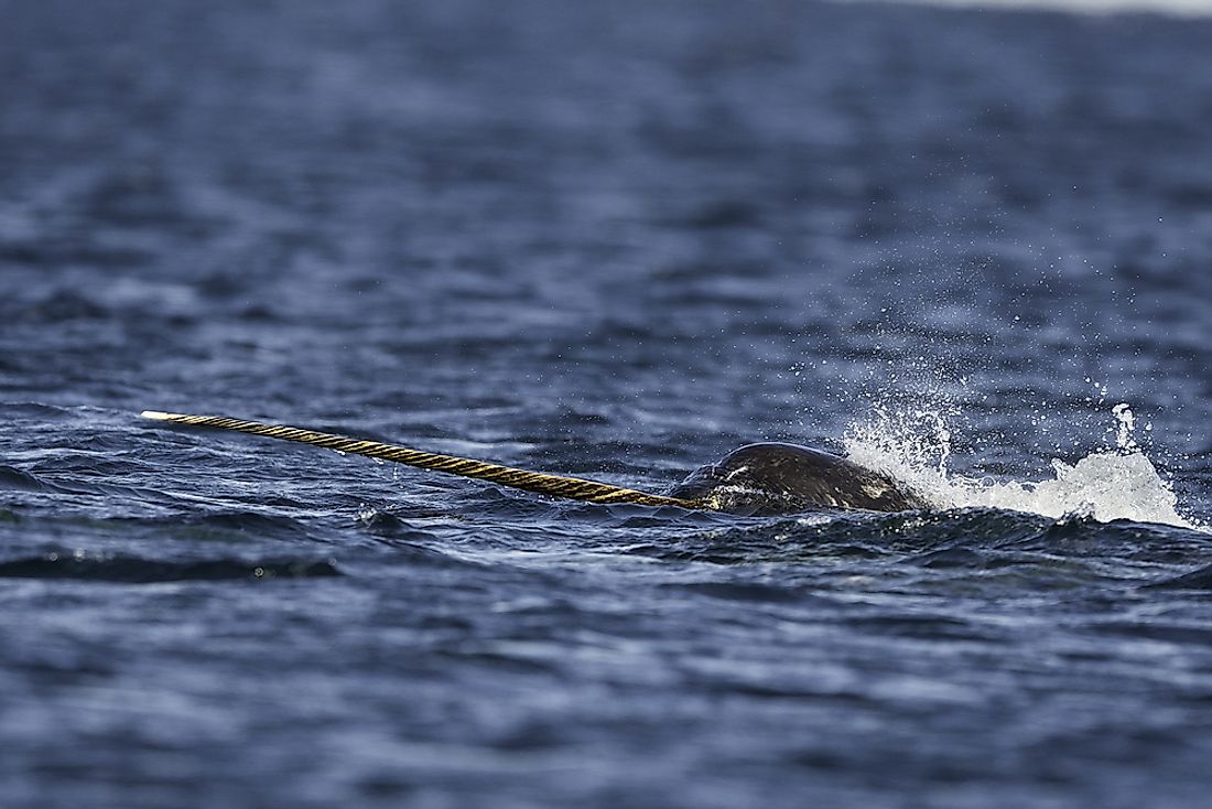 A narwhal in the ocean. 