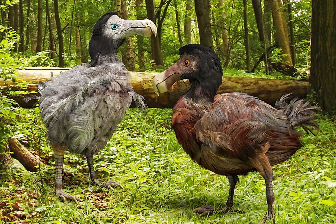 The Little Dodo is genetically similar to the extinct dodo (Raphus cucullatus) of the island of Mauritius.