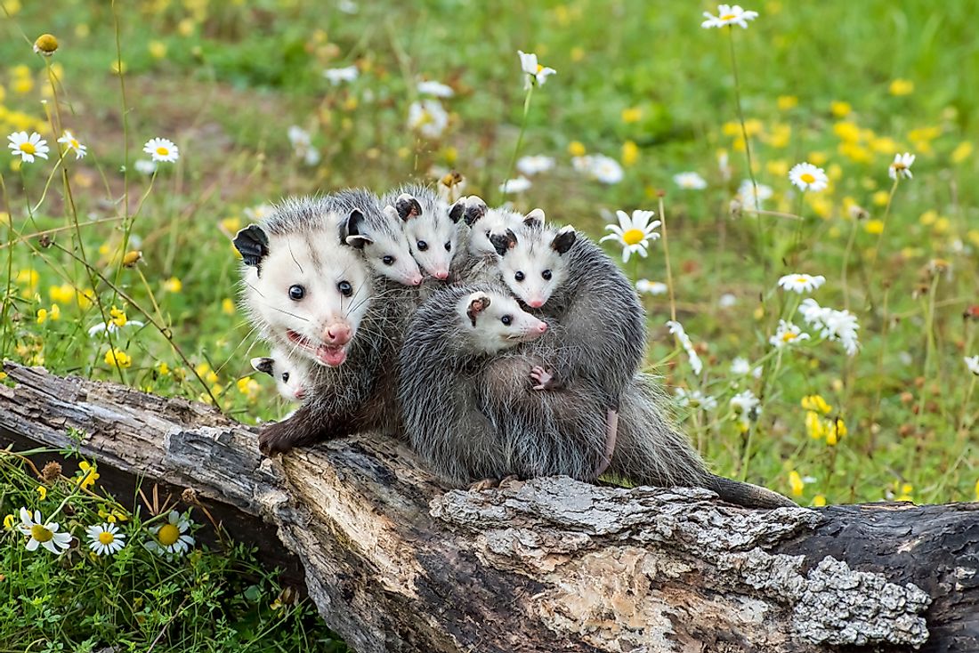 Opossum mother with her babies riding on her back.
