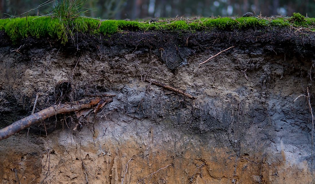 A close up podzol soil.