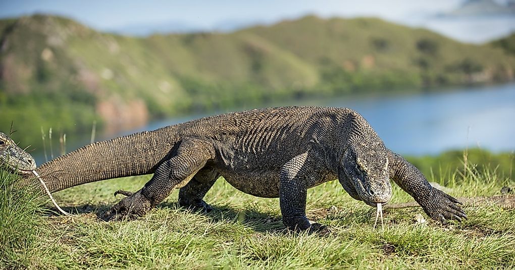 The massive Komodo Dragon is one of Indonesia's most famous reptiles.