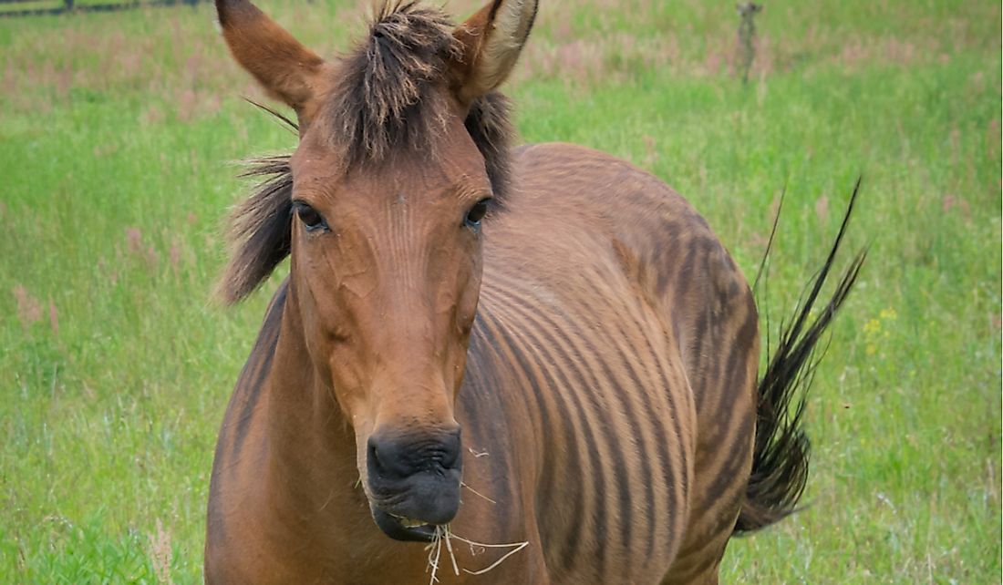 Zorses have the general appearance of a horse with the stripes of a zebra.