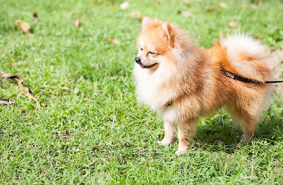 A Pomeranian dog. 