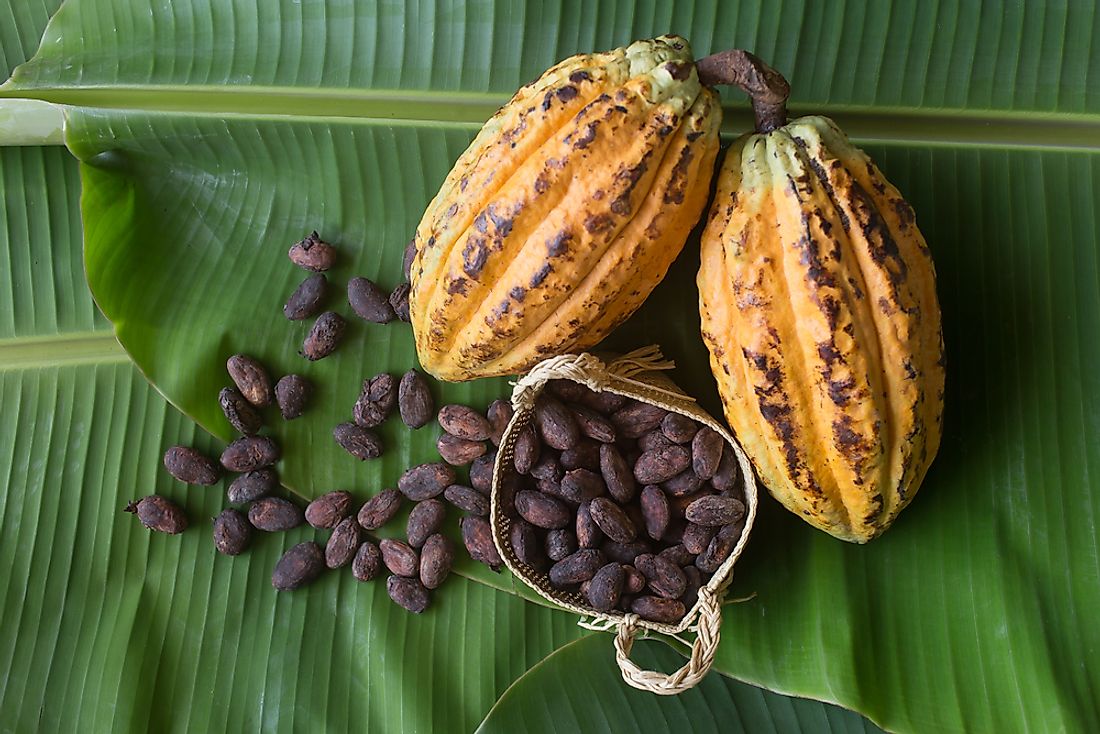 Cocoa beans cultivated in Grenada. 