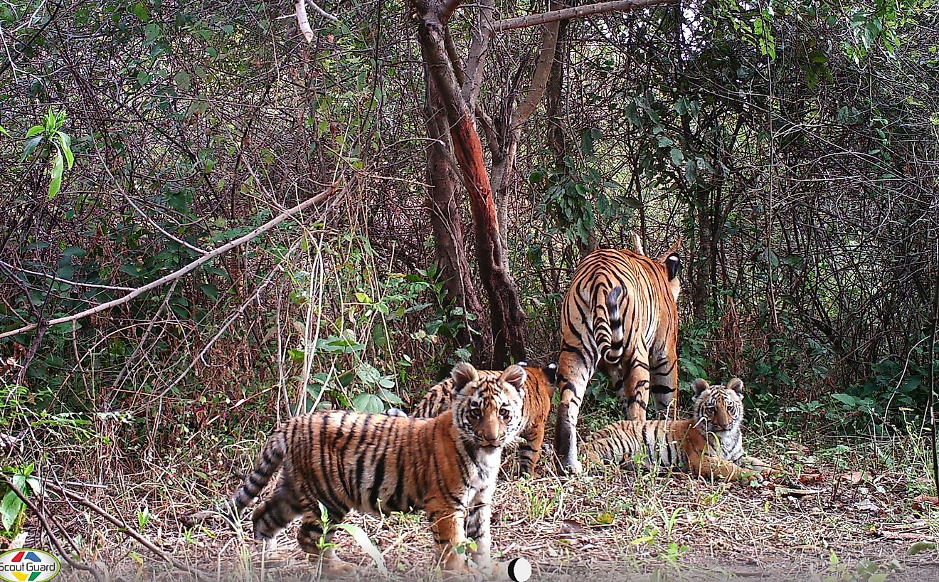 Tigress and cubs caught on camera trap as part of the WII-Panthera 13-year study in northern India’s Rajaji National Park. Image credit: WII-UKFD (Uttarakhand Forest Department)