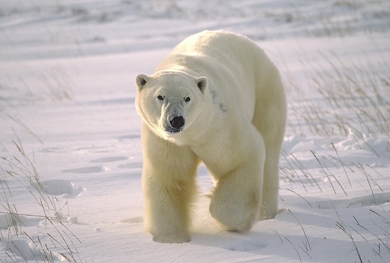 Large male polar bear on Arctic tundra. Image credit: outdoorsman/Shutterstock.com