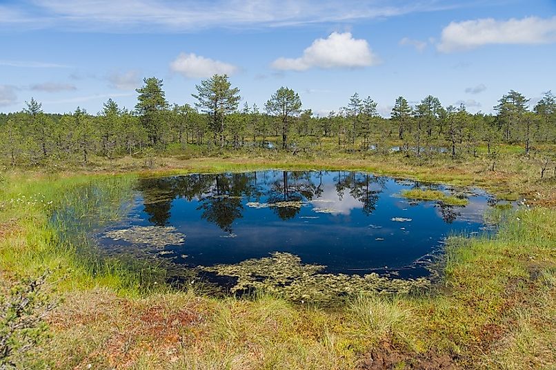 Sparsely wooded muskeg bog and marshland area in Estonia.