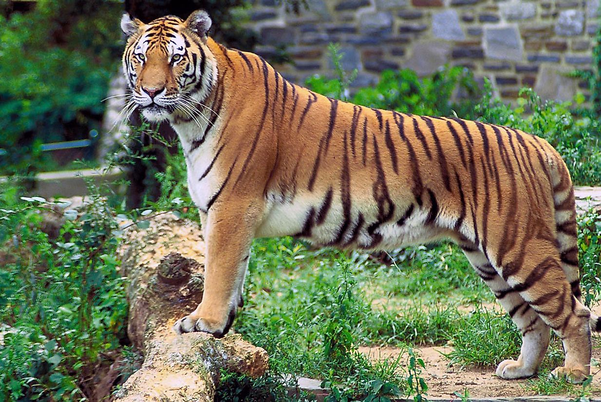 Both India and Bangladesh Share The Majestic Bengal Tiger As The National Animal