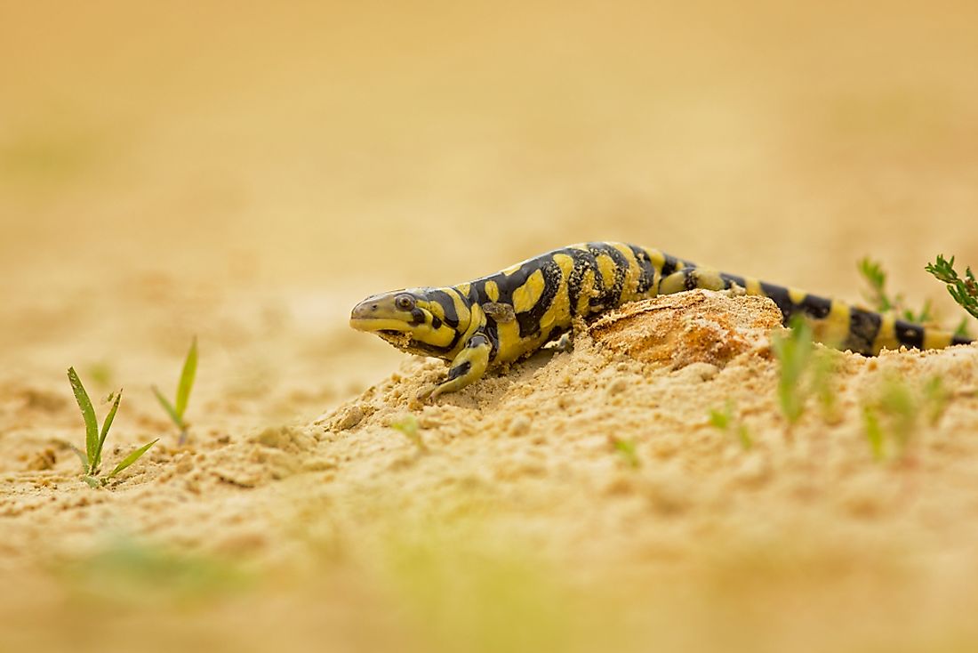 An eastern tiger salamander. 