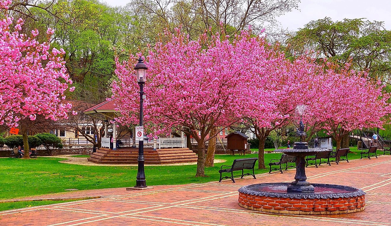 Bellefonte, Pennsylvania, USA - Trees in the park in full bloom.