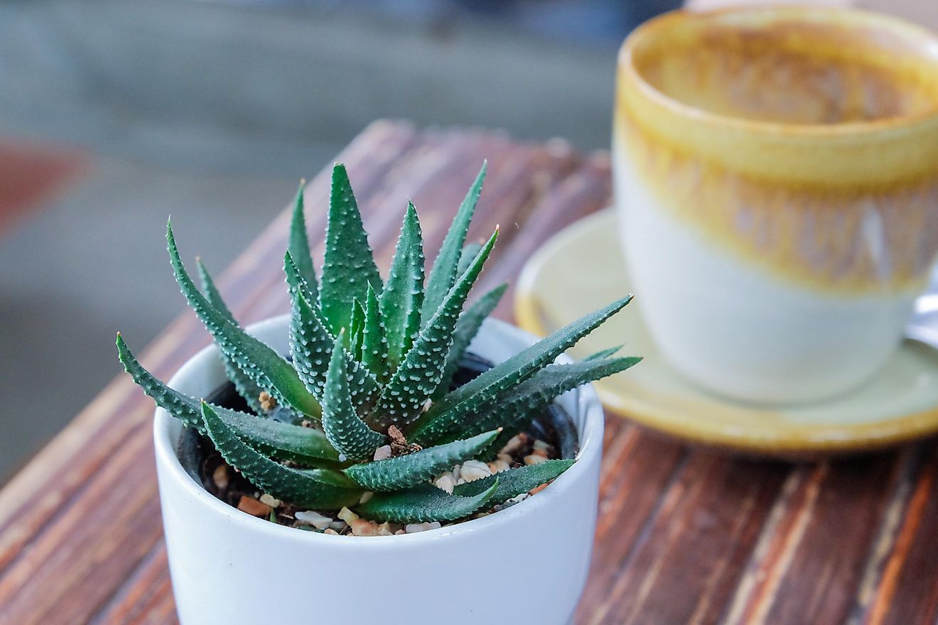 An aloe plant is an easier plant to keep alive.