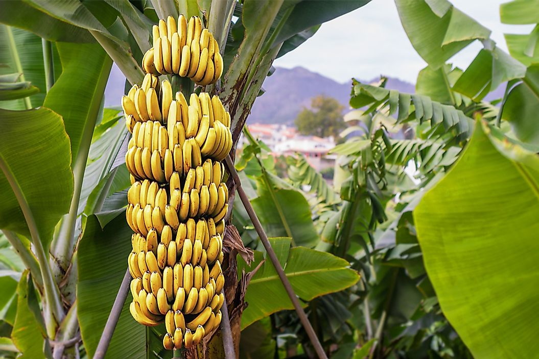 An example of the banana plant.