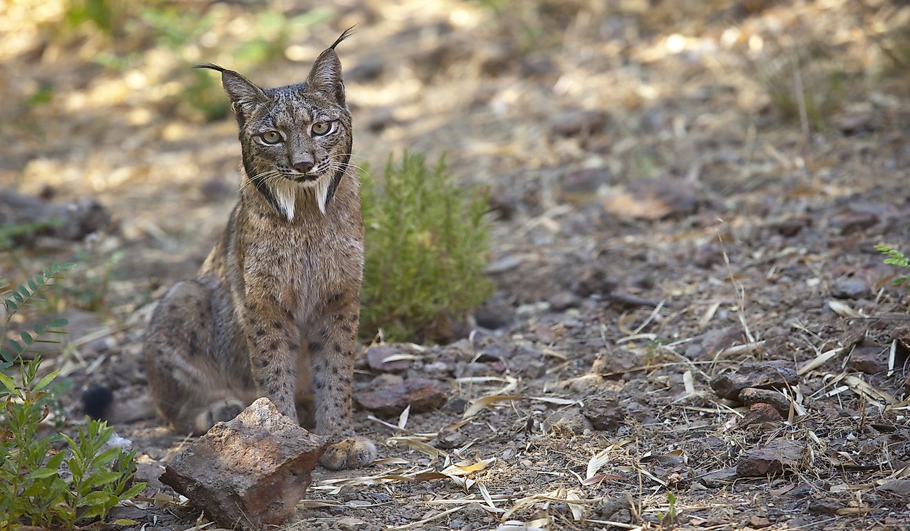 Iberian lynx is one of the species found in Spain.