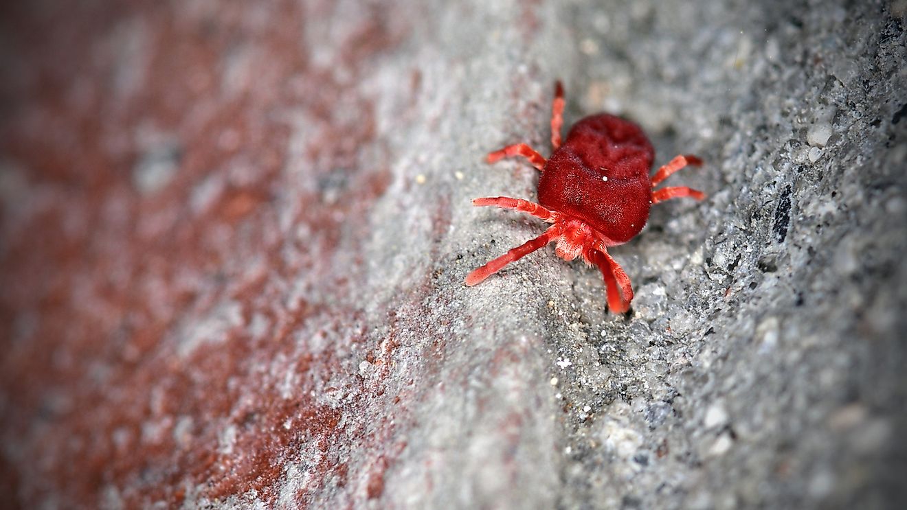 Red velvet mite walking on a brick wall. Image credit:  Jasper de Beer/Shutterstock.com