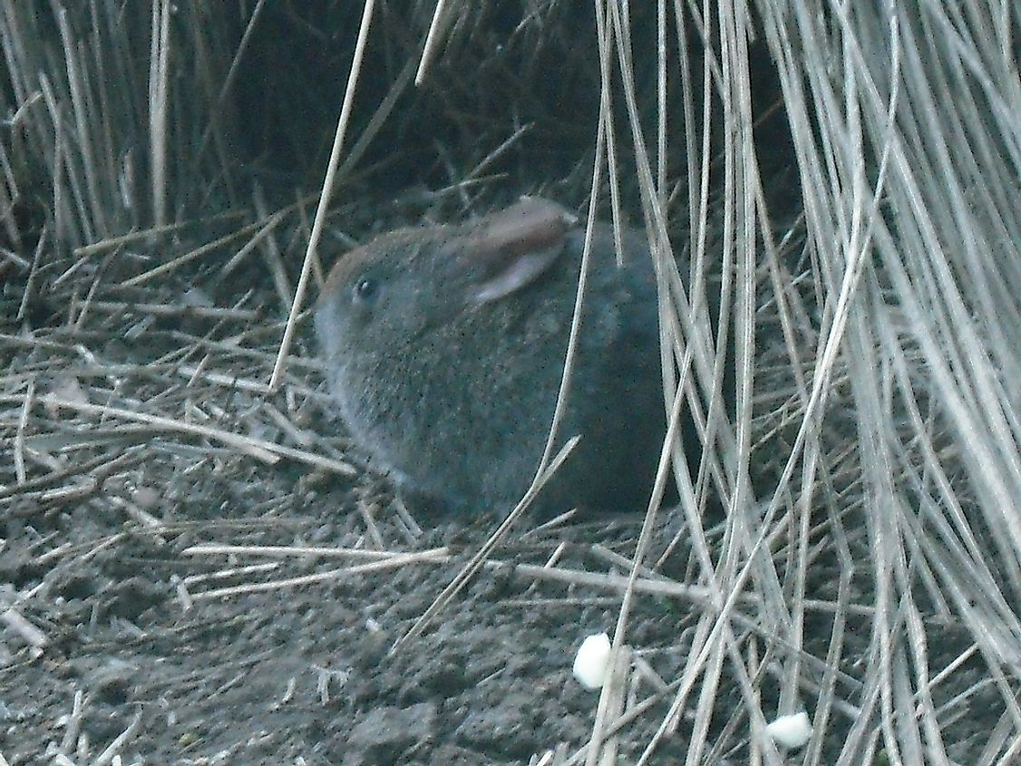 The tiny Volcano rabbit, also known as the zacatuche or teporingo, is an endangered Lagomorph native to Mexico.