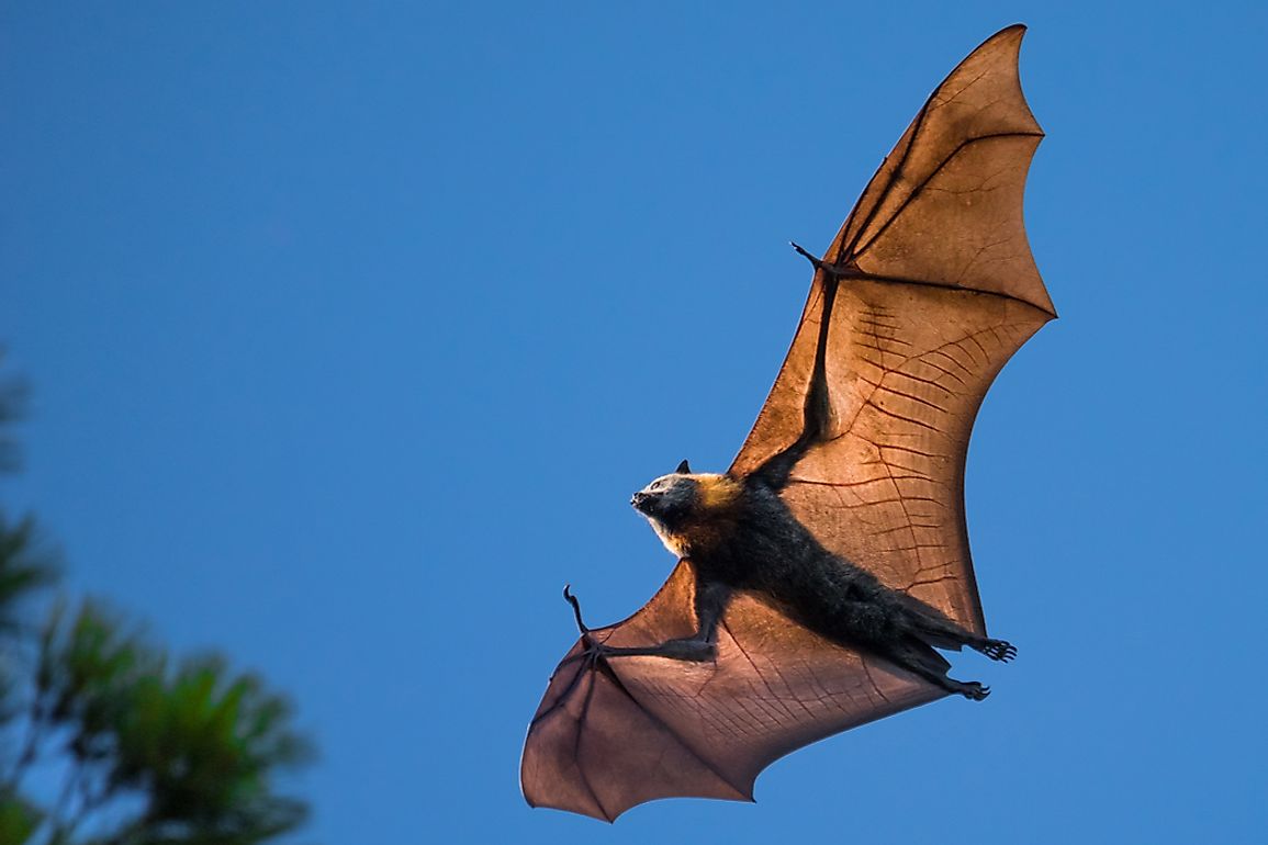 The Flying Fox was named for its small pointed ears and large eyes which resemblance that of a fox.