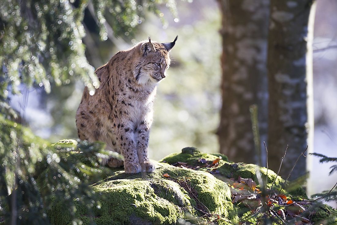 The Eurasian lynx prefers to live in rugged forested habitats.