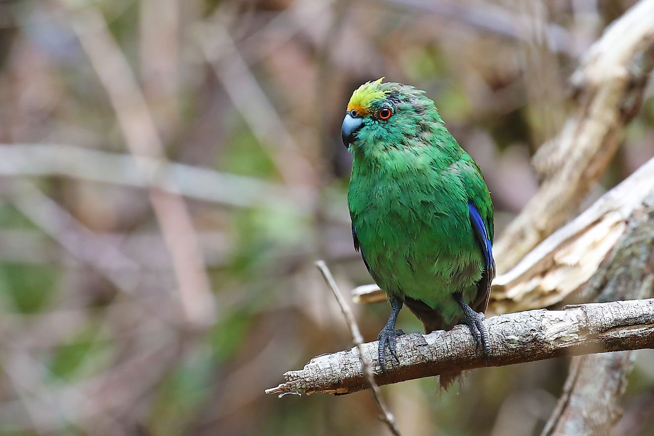 Malherbe's parakeet or orange-fronted parakeet of New Zealand. Image credit: Spatuletail/Shutterstock