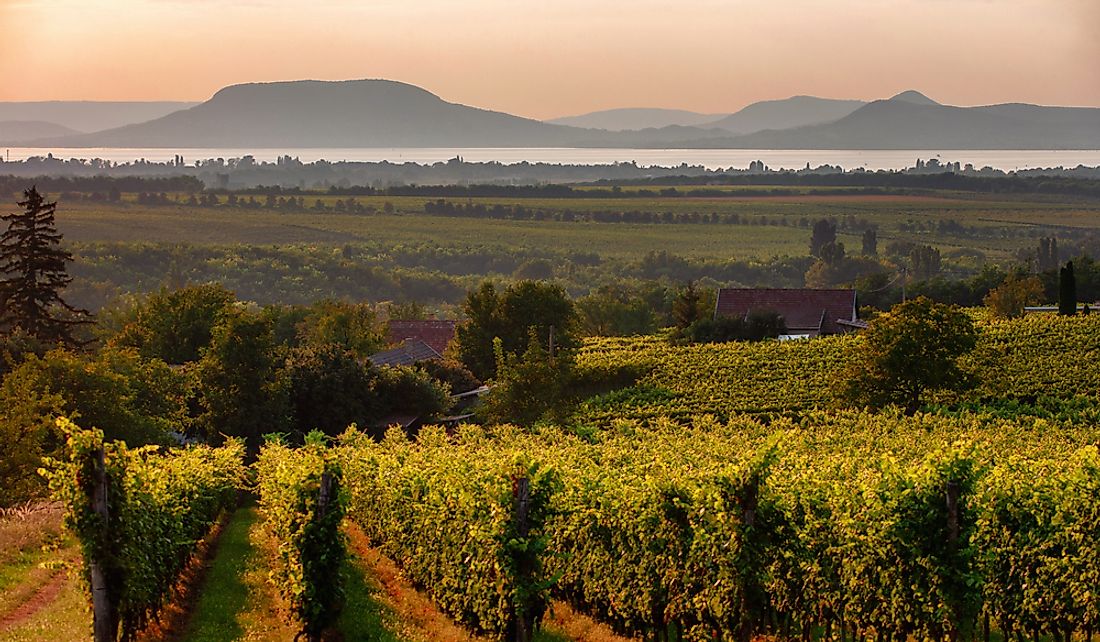Vineyards near Lake Balaton in Hungary.
