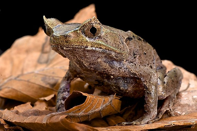 A Perak Horned Toad sitting upon leaves on the forest floor.