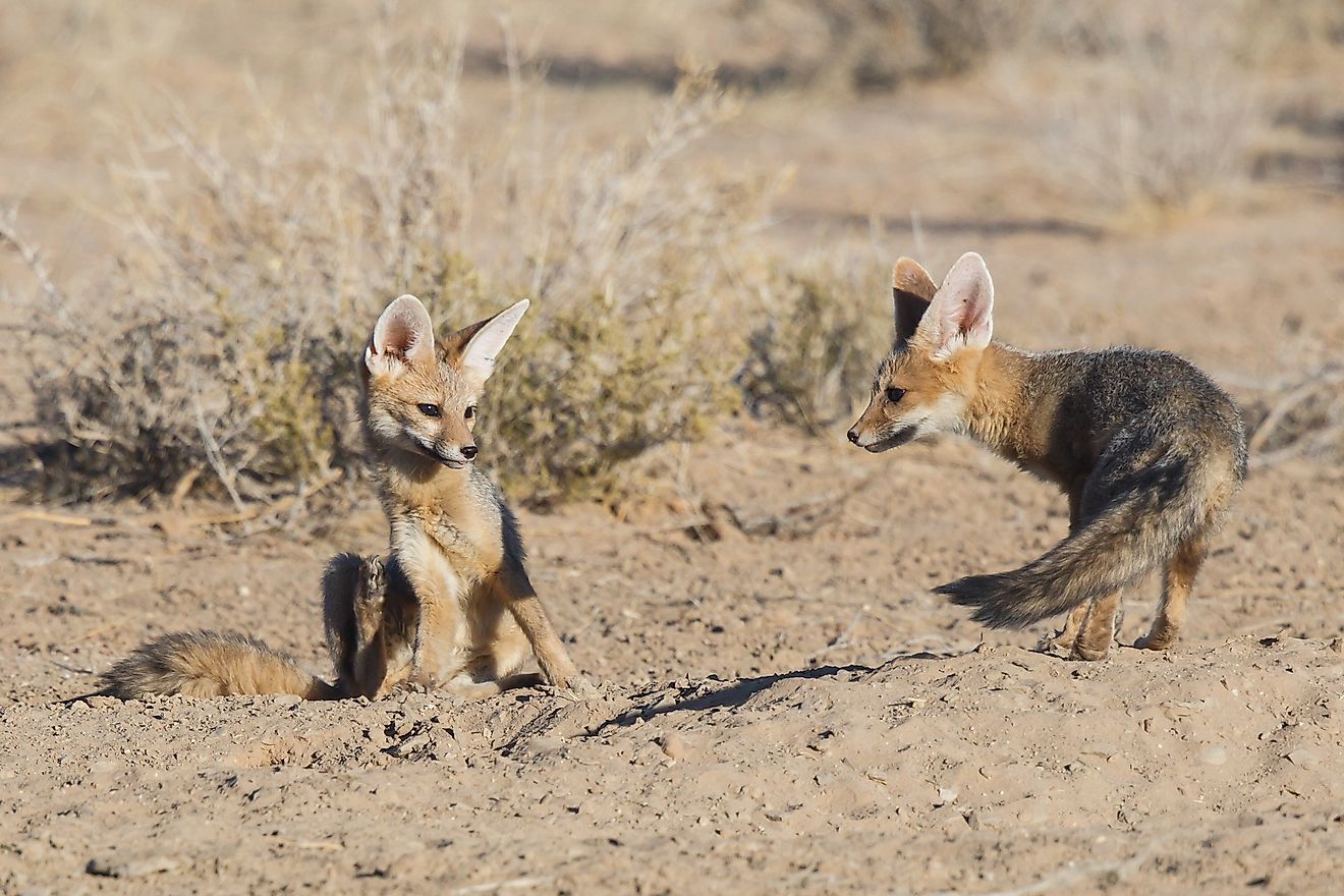 Cape Fox playing in the Kgalagadi Transfrontier Park in the Kalahari Desert in South Africa. Image credit: Henk Bogaard/Shutterstock.com 