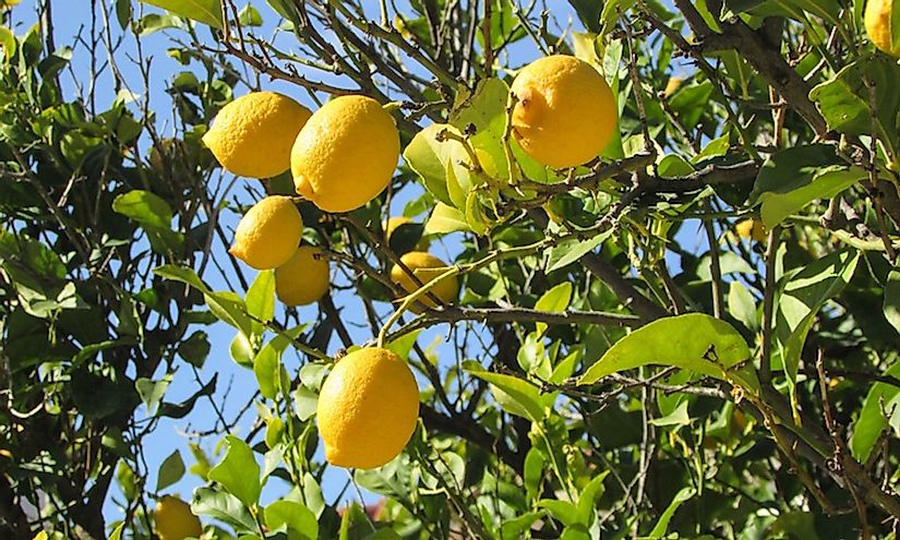 Lemons growing on a lemon tree.