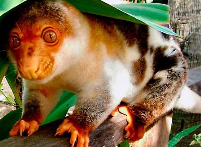A Black-Spotted Cuscus.