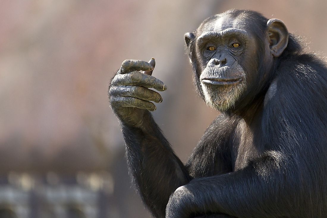 An adult chimpanzee. 