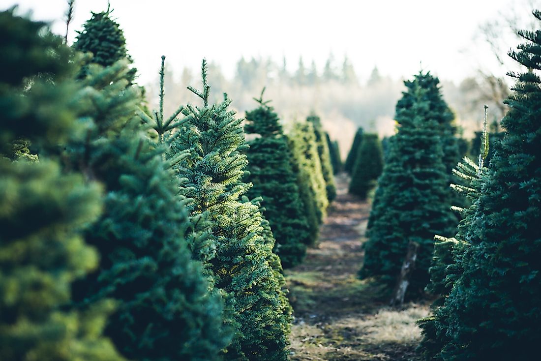 Various types of trees are decorated as Christmas Trees.