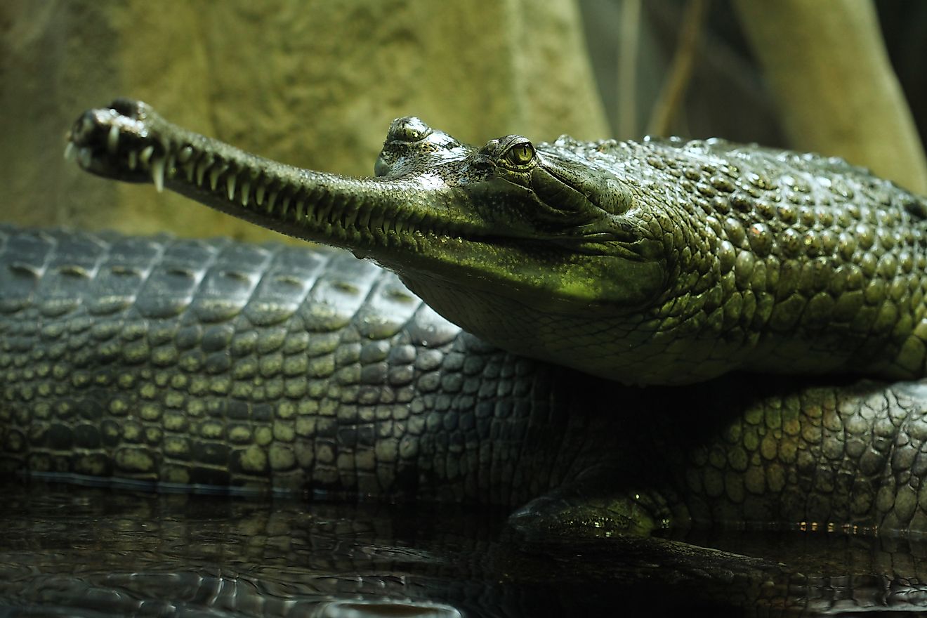 A gharial is a type of critically endangered crocodile found in Pakistan.